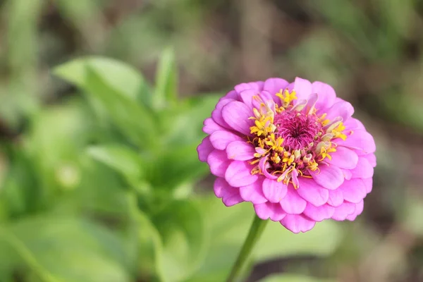La flor rosada de la zinnia sobre el fondo de la hierba verde — Foto de Stock