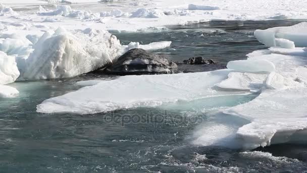 Ijs Smelten Rivier Het Voorjaar Katun Rivier Altai Rusland — Stockvideo