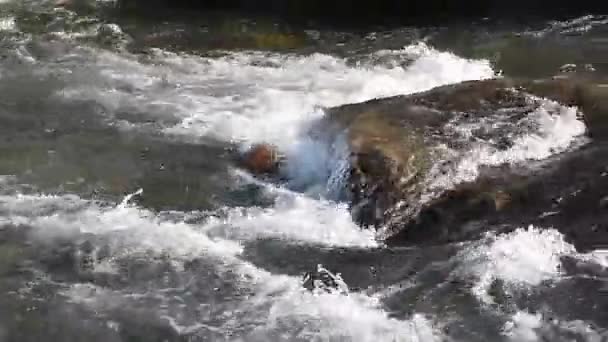 石の多いコースでは Ursul アルタイ ロシアに流れる水 — ストック動画
