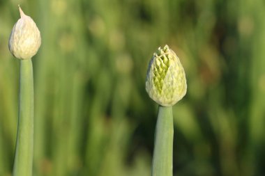 Bahçede yaz aylarında çiçek açan soğan