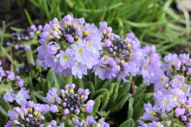 Bahar bahçesinde açan çuha çiçeği