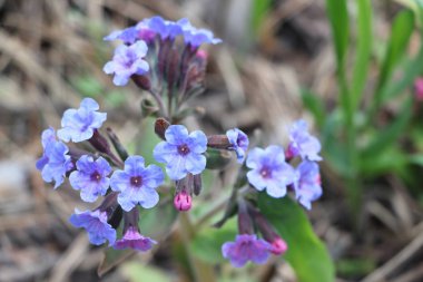 Lungwort tıbbi bir orman glade Spring