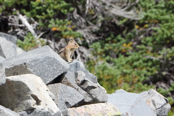 Chipmunk standing on a stone in a mountainous area — Stock Photo, Image