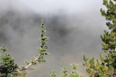 Bulutlardaki ladin dalları, Rainier Dağı, Usa