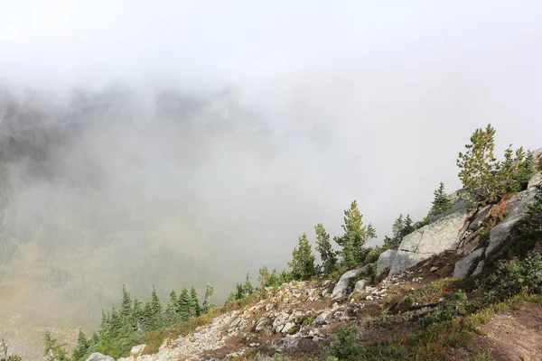 Hillside w chmurze mgły, Mount Rainier, Waszyngton, Usa — Zdjęcie stockowe