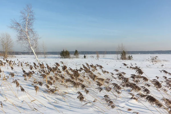 Árvores e grama na ilha de neve — Fotografia de Stock