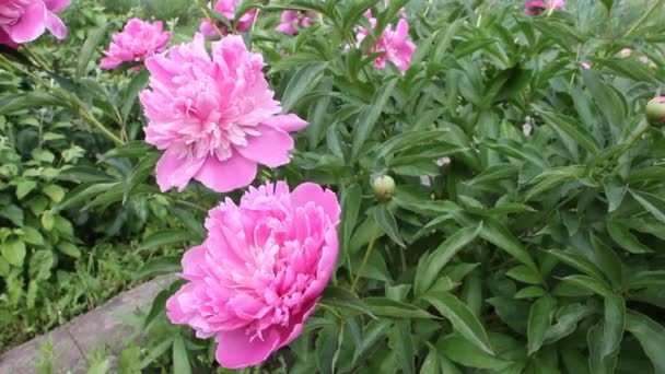 Μπους Του Ροζ Παιωνία Στον Καλοκαιρινό Κήπο — Αρχείο Βίντεο
