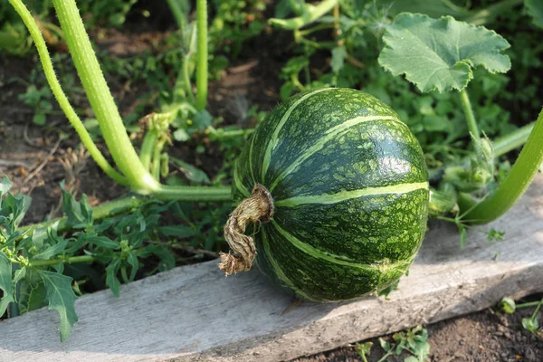 Grüner Kürbis wächst im Sommer im Garten — Stockfoto