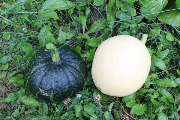 Green and yellow pumpkins on the grass in the garden — 스톡 사진