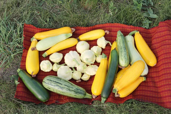 Jakobsmuscheln und Mark auf roter Serviette auf Gras im Garten. — Stockfoto