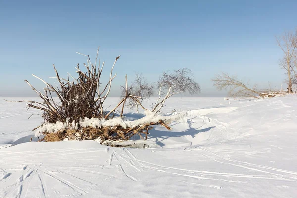Wortels van omgevallen bomen op het eiland Novosibirsk, Rusland — Stockfoto