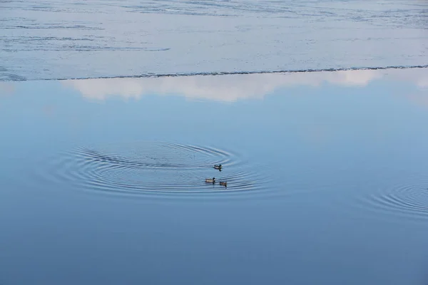 Enten schwimmen auf dem Fluss im Frühling, Kama Fluss, Dauerwelle Stadt — Stockfoto