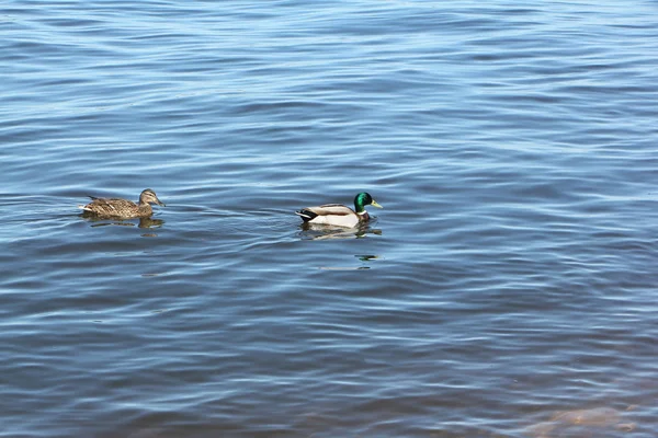 Kaczki pływające w rzece, Kama River, Perm city, Rosja — Zdjęcie stockowe