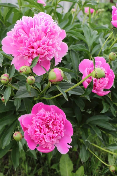 Bahçede yeşil çim zemin üzerine pembe peonies — Stok fotoğraf