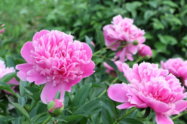 Peônias cor-de-rosa no fundo grama verde no jardim — Fotografia de Stock