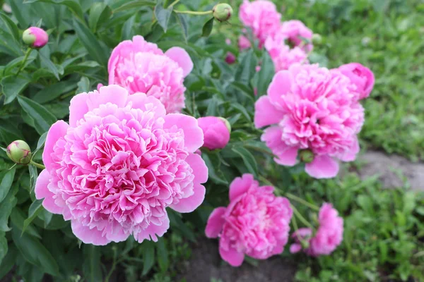 Bahçede yeşil çim zemin üzerine pembe peonies