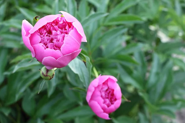 Peonías rosadas sobre hierba verde fondo en el jardín — Foto de Stock