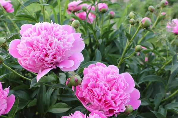 Pink peonies on green grass background in garden — Stock Photo, Image