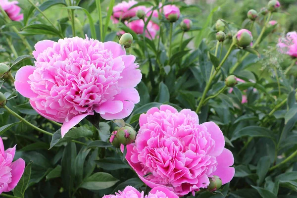 Peonías rosadas sobre hierba verde fondo en el jardín — Foto de Stock