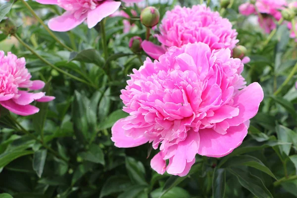 在绿色草背景的粉红色牡丹在庭院 — 图库照片