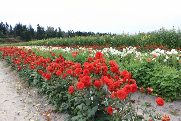 Dalias multicolores y girasoles en una granja en otoño — Foto de Stock