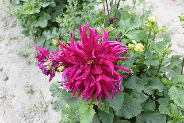 Dahlias cramoisis sur un fond d'herbe verte — Photo