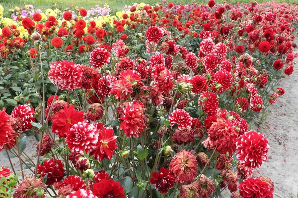 Red dahlias on a background of green grass on a farm — Stock Photo, Image