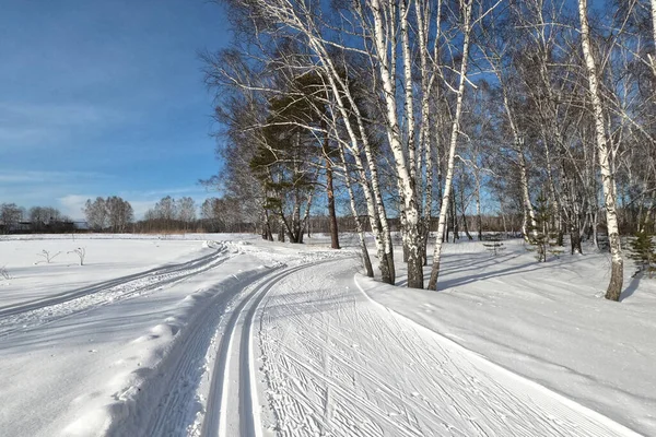 Pista de esqui em uma floresta entre árvoresno campo para esportes — Fotografia de Stock