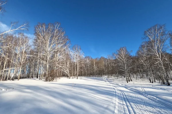 Ski track in a forest among birches in the countryside for sport — Stock Photo, Image