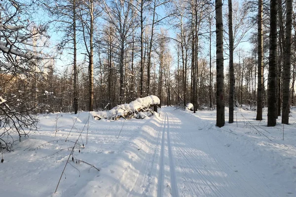 Ski track in a forest among treesin the countryside for sporting — Stock Photo, Image