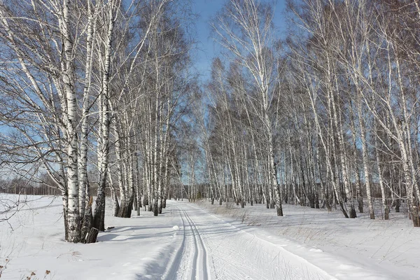 Ski track in a forest among birches in the countryside for sport — Stock Photo, Image