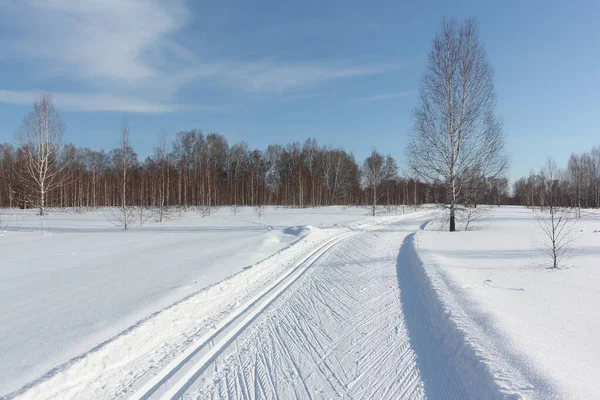 Pista de esqui em um campo entre vidoeiros no campo para esportes — Fotografia de Stock