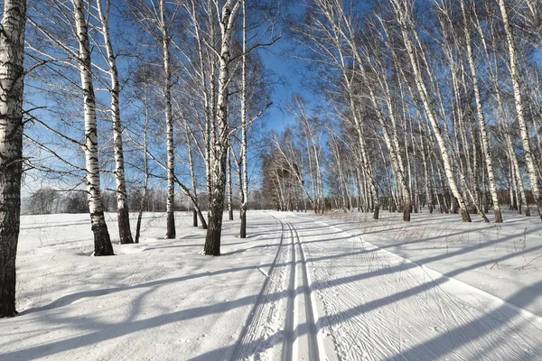 Ski track in a forest  in the countryside for sporting events — Stock Photo, Image