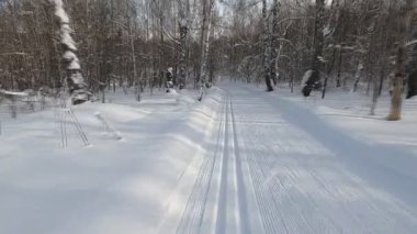 Kışın ormanda kayak trafiği, Novosibirsk, Rusya 