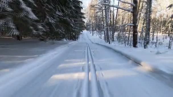 Skidtrafik Skogen Vintern Novosibirsk Ryssland — Stockvideo