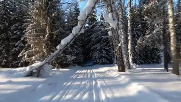 Ruch Narciarski Lesie Zimą Nowosybirsk Rosja — Wideo stockowe
