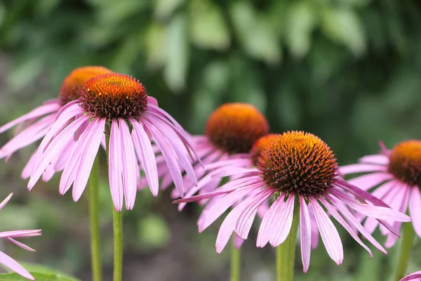 Echinacea Flowers Green Grass Garden — Stock Photo, Image