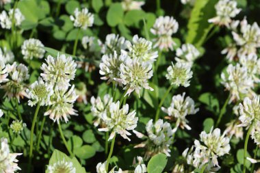 Yaz çimlerinde beyaz yonca çiçekleri