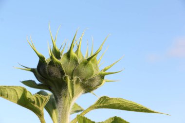 Mavi gökyüzüne karşı ayçiçeği tomurcuğu