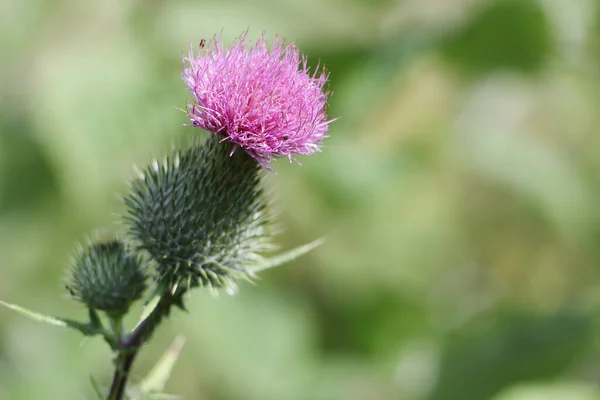 Thistle Blooming Summer Meadow — Stock Photo, Image