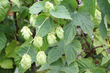 Yaz bahçesinde olgunlaşmış zıplamaların konileri