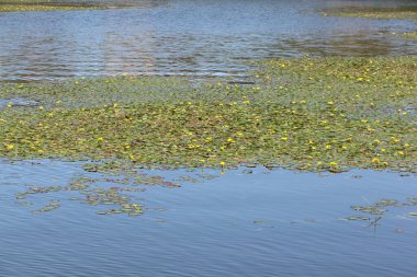 Nilüfer çalıları, Karakan Nehri, Novosibirsk bölgesi, Rusya