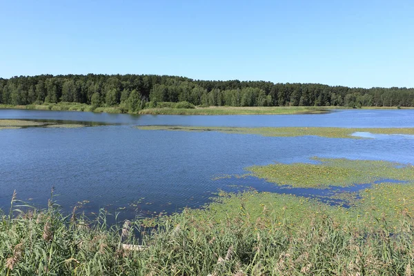 俄罗斯Novosibirsk地区Karakan河Zavyalovo村水面上的灌木丛 — 图库照片