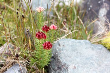 Altai Dağları 'nın çiçekleri. Rhodiola Algida