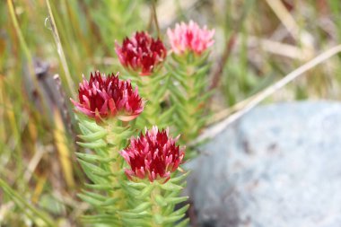 Altai Dağları 'nın çiçekleri. Rhodiola Algida