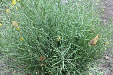 Kolza tohumu, doğal desen. 