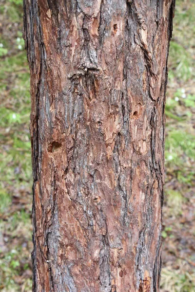 Sibirisk Lärkstam Naturligt Mönster — Stockfoto