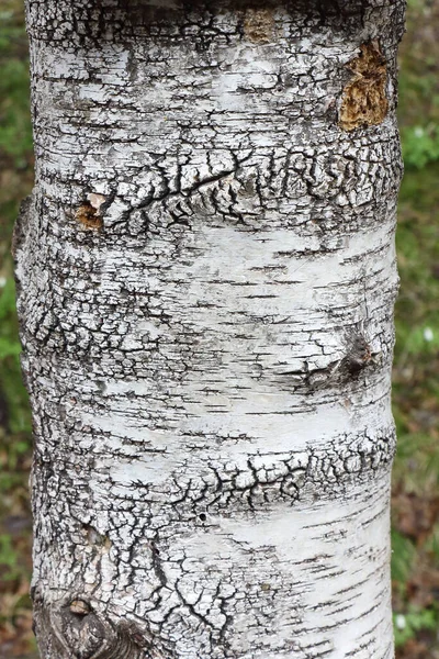 白樺の幹 自然パターン — ストック写真