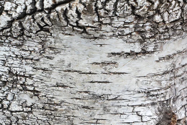 白樺の木の樹皮 自然パターン — ストック写真