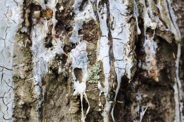 スプルースの木の樹皮に樹脂 天然の背景 — ストック写真
